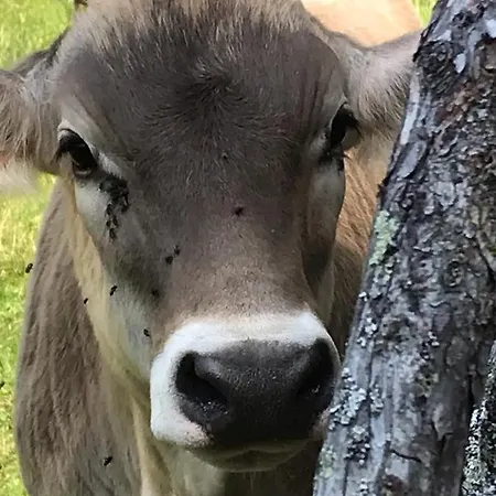 Zirbenduft Fuenf Sinne 公寓