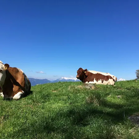 Zirbenduft Fuenf Sinne * Döbriach